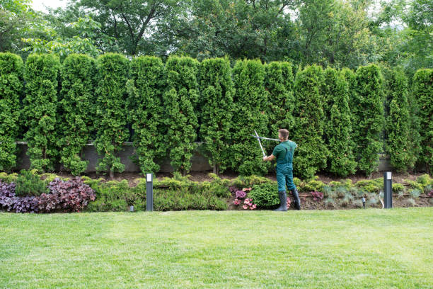 Best Tree Removal Services  in Cheltenham Village, PA